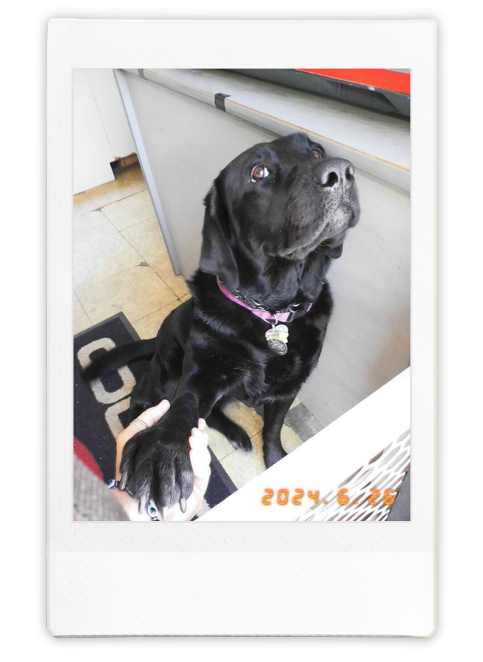 Gracie, CC Tennis Club's black lab mascot, giving a paw